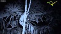The Dark: Natures Nighttime World: Central American Jungle