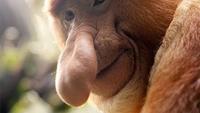Nature's Freaks: Giant Nosed Monkey