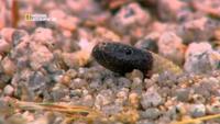 Worlds Deadliest Animals: Desert to Grassland