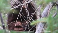 Bigfoot of the Rockies
