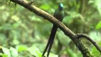 Hummingbirds: Magic in the Air