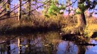 Nature's Engineers: Dam Beavers