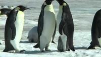 Penguins of the Antarctic