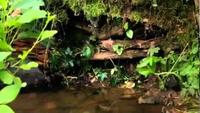 Wild Russia: Primeval Valleys