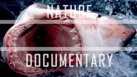 Alaskan Killer Shark
