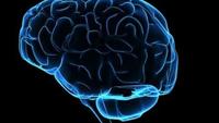 The Brain