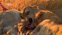 20 Animals That Will Kill You