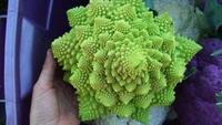In the Mind of Plants