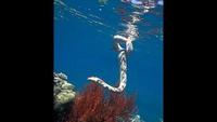 Sea Snakes of Marion Reef