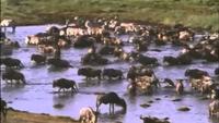 Hyenas: Families in the Wild