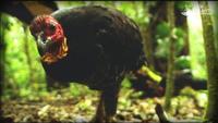 And The Mammals Laid Eggs