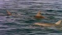 Private Lives of Dolphins