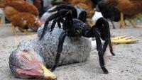 Monster Quest: Monster Spiders