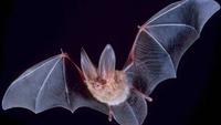 Secrets and Mysteries of Bats