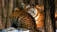 In the Shadow of the Tiger