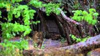 The Last Lioness