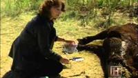 UFO Files: Cattle Mutilations