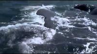 Great White Shark: Living Legend