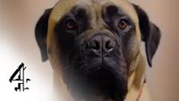 Dogs: Their Secret Lives