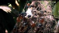 Ants - Nature's Secret Power