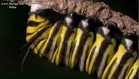 The Incredible Journey of the Butterflies