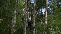 The Marvels of Madagascar