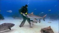 Sharkwater