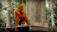 Jungle of the Red Spirit