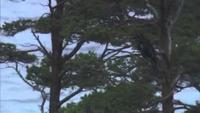 Natural World: A Highland Haven