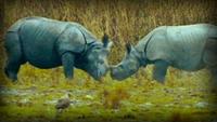 Lost Worlds: On the Track of the Unicorn: Indian Rhinoceros