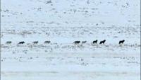 In the Valley of the Wolves