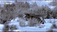 The Rise of Black Wolf