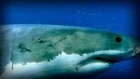 Lost Worlds: The Dominions of the White Death