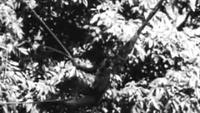 African Pygmy Thrills (circa 1930)