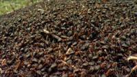Lord of the Ants