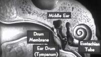 How the Ear Functions (1940)