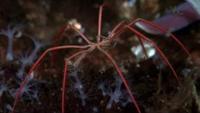Under the Antarctic Ice: Beauty of Nature
