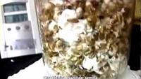Mushroom Growing Made Easy