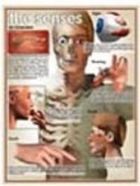 Human Senses