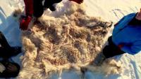 Inside Nature's Giants: Polar Bear