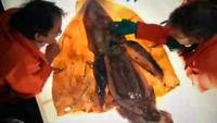 Inside Nature's Giants: The Giant Squid
