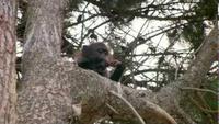 Inside Nature's Giants: Rogue Baboon