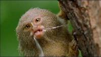 Clever Monkeys