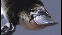 Platypus: The World's Strangest Animal