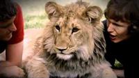 A Lion Called Christian