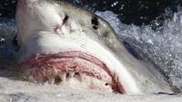 Great White Shark Attacks