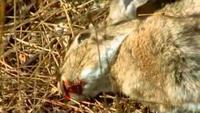 Spain's Last Lynx