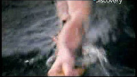 Shark Week - Discovery Collection