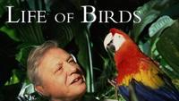 The Life of Birds