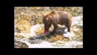 Monster Quest: Giant Bear Attack
